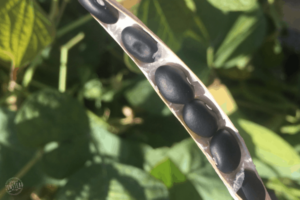 The Truth About Growing Your Own Food: Black beans being harvested from their shell