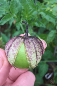 The Truth about Growing your own Food: Hand holding a ripe tomatillo