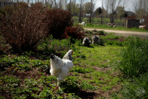 Chickens walking through green weds