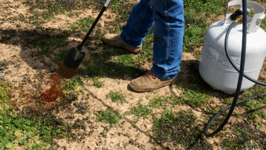 Using a torch to naturally control weeds