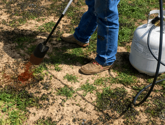 Using a torch to naturally control weeds