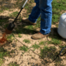 Using a torch to naturally control weeds