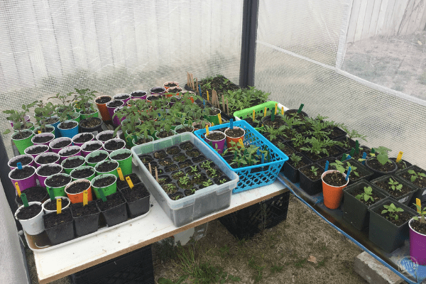 Behind the Scenes April 2019: seedlings in greenhouse