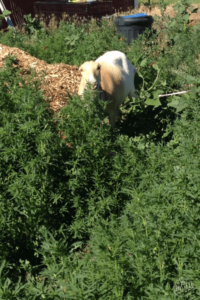 Using goats to control weeds - Goat eating kochia weeds