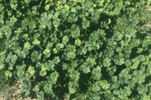 Natural Methods to Control Weeds: Common Mallow