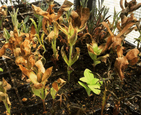 Behind the Scenes April 2019: Frost-damaged seedlings