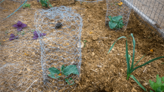 How to Make a DIY Garden Cloche