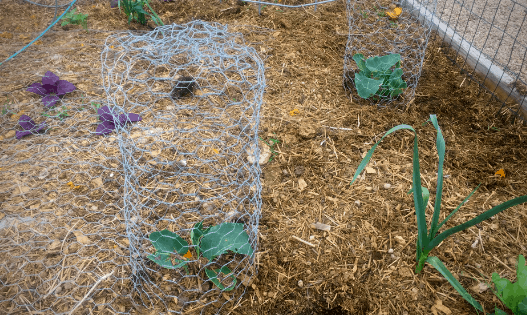 How to Make a DIY Garden Cloche