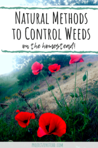 Natural Ways to Control Weeds