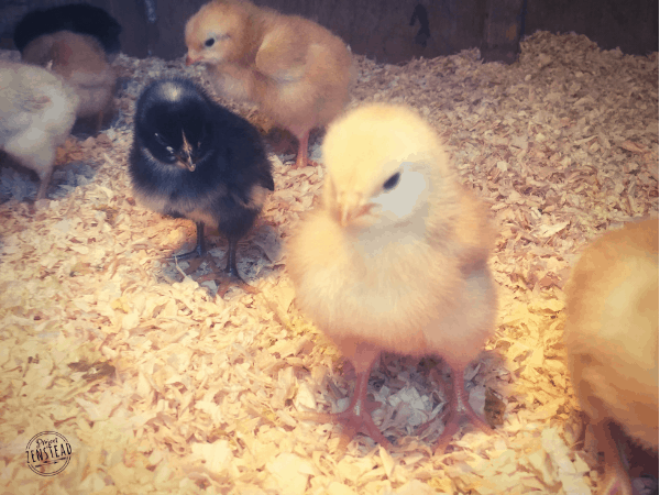 May 2019: Baby chicks 