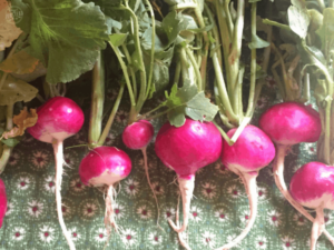 May 2019: Radishes lined up
