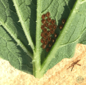 May 2019: Squash bug eggs lined up on the underside of a leaf