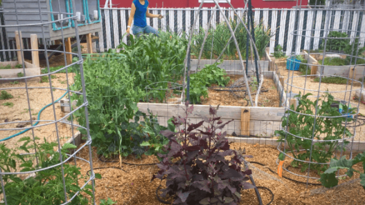 June 2019: woman standing in garden with raised garden beds