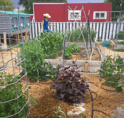 June 2019: woman standing in garden with raised garden beds