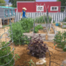 June 2019: woman standing in garden with raised garden beds