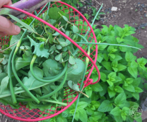 June 2019: basket full of garden produce and greens