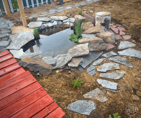 June 2019: Small wildlife pond surrounded by flagstones
