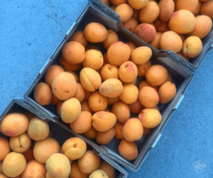 July 2019 Behind the Scenes: boxes of ripe apricot