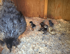 Behind the Scenes August 2019: Baby chicks in a coop with the mother hen