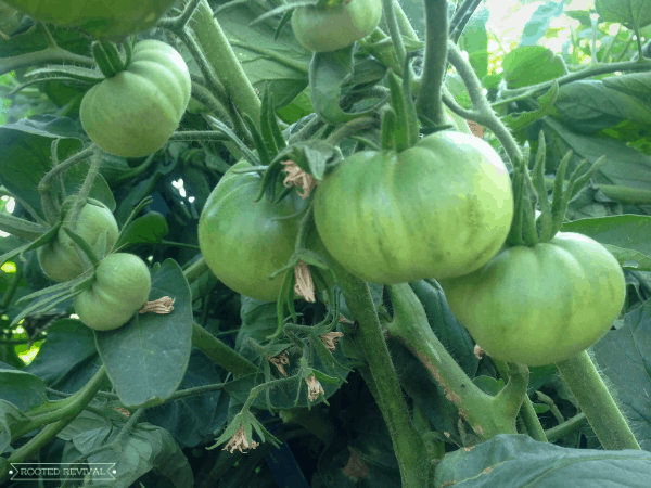 Green beefsteak tomatoes growing on our homestead
