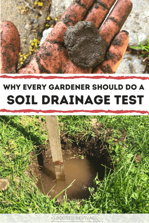 Soil Drainage: How & Why To Test It! 2024 - Rooted Revival