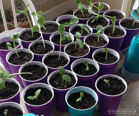 All About Seed Starting Containers - Rooted Revival