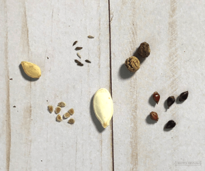 Multiple different sized seeds