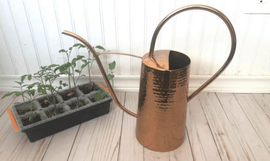 A copper watering can sitting next to a tray of seedlings