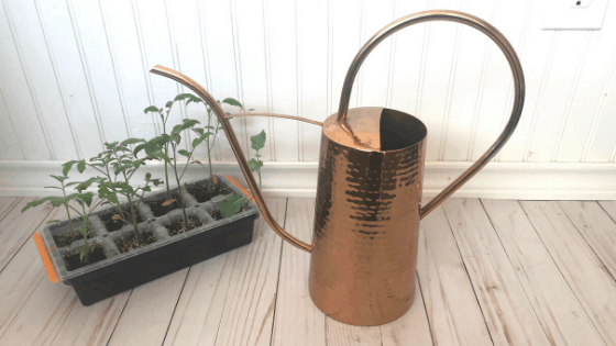A copper watering can sitting next to a tray of seedlings