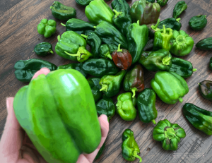 Hand holding a green bell pepper in front of a pile of other peppers