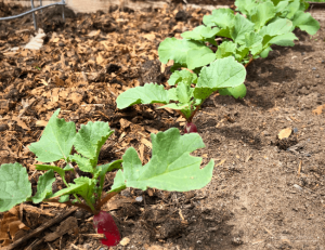 Row of radishes in garden bed