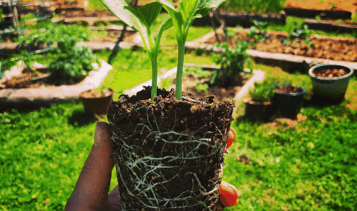 Hand holding a plant start root ball