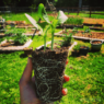 Hand holding a plant start root ball