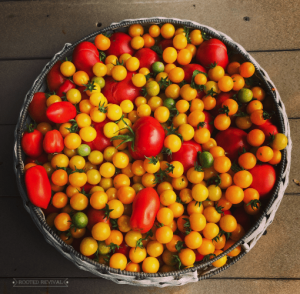 Large basket of yellow cherry tomatoes and red Roma tomatoes