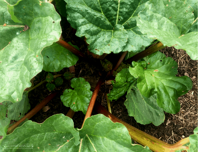 Grow It Guide: How to Grow Rhubarb! - Rooted Revival