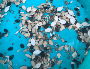 A variety of seeds mixed together in a blue container