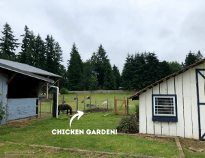 White arrow pointing to fenced area with caption "chicken garden"