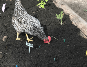 Barred chicken pecking the soil in a garden bed