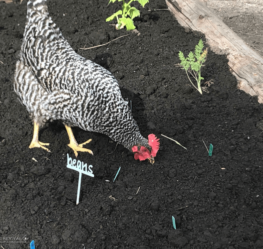 Barred chicken pecking the soil in a garden bed