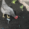 Barred chicken pecking the soil in a garden bed