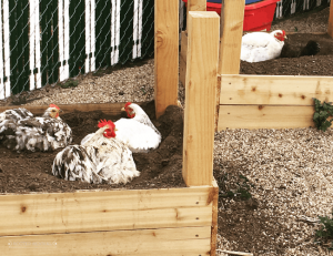 Multiple chickens taking a dust bath in a raised garden bed