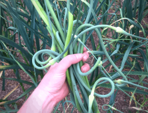 Hand holding a bunch of garlic scapes