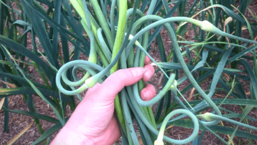 Hand holding a bunch of garlic scapes