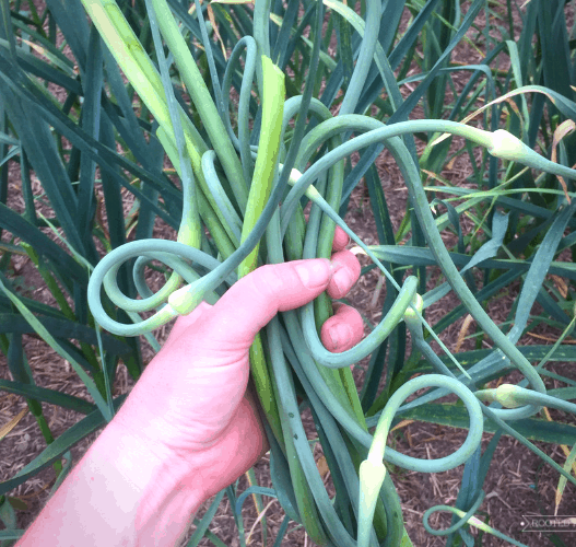 Hand holding a bunch of garlic scapes