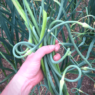 Hand holding a bunch of garlic scapes