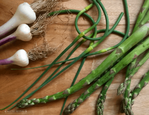 Garlic bulbs garlic scapes and a few asparagus lying on a wooden cutting board