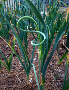 A curly scape hanging off of a garlic plant