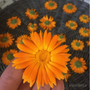 Hand holding a calendula blossom in front of several other blossom heads that are drying