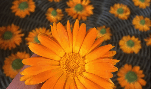 Hand holding a calendula blossom in front of several other blossom heads that are drying