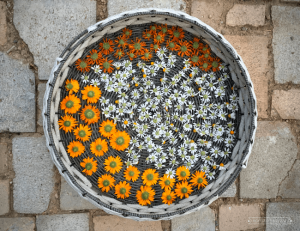 Calendula and chamomile flowers drying in a woven basket